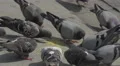 Pigeons eating on the sidewalk in Porto 4k or 4k+ Resolution