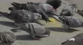 Pigeons eating on the street in Porto 4k or 4k+ Resolution