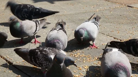 Pigeons Eating Together In Close Up Видео 344073286