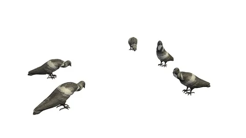 PIGEONS EATING VIEW B Vídeos de archivo 101810550