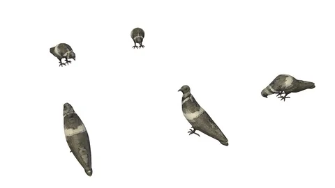 PIGEONS EATING VIEW C Vídeos de archivo 101810782