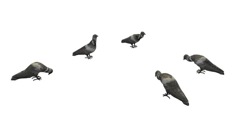 PIGEONS EATING VIEW D Stock-Footage 101810773
