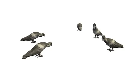 PIGEONS EATING VIEW E Vídeos de archivo 101810851