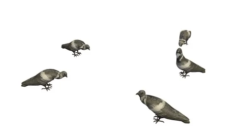 PIGEONS EATING VIEW A Vídeos de archivo 101810562