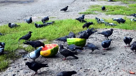 Pigeons eating watermelon Stock Footage 67100162