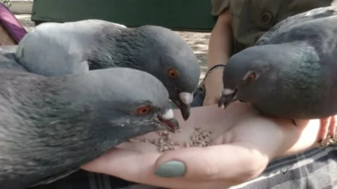  Pigeons Eating Wheat From Hand Видео 151389671