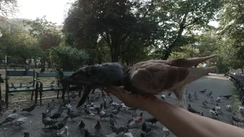  Pigeons Eating Wheat From Hand Stock Footage 151390040