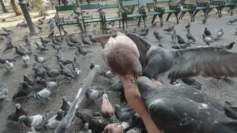  Pigeons Eating Wheat From Hand Stock-Footage 151390078