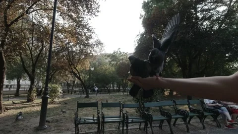  Pigeons Eating Wheat From Hand Stock-Footage 151390108