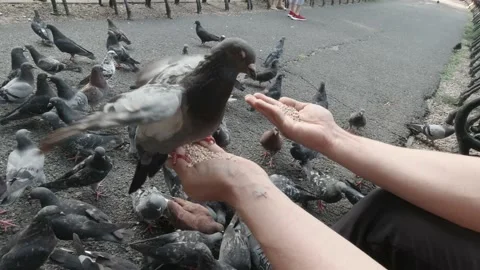  Pigeons Eating Wheat From Hands Stock Footage 151390149