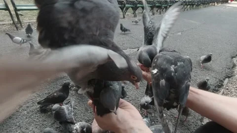  Pigeons Eating Wheat From Hands Video stock 151390158