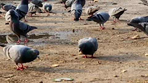 Pigeons  Eats Seeds or feeds in park at Delhi, India Stock Footage 111856765