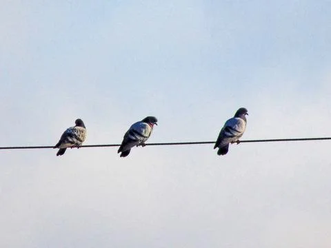Pigeons on an electric wire Stock Photos