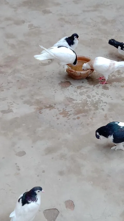 Pigeons Enjoying a Refreshing Water Bath Stock Footage 332039890