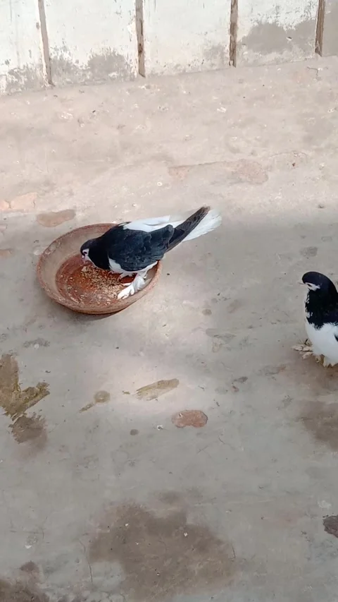 Pigeons Enjoying Their Breakfast Stock Footage 332039917
