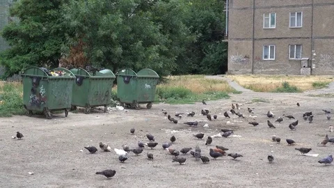 Pigeons feed around waste containers Stock Footage 84847347