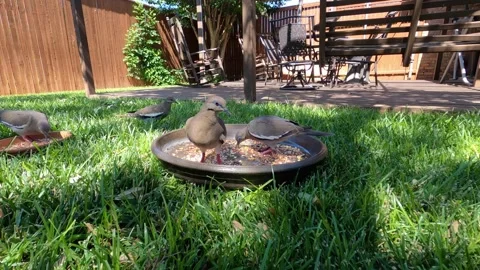 Pigeons Feed on Bird Seed in Backyard 스톡 동영상 255805410