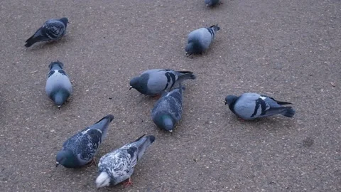 Pigeons feed on bread crumbs on the asphalt on a city street on a spring day Stock Footage 195843566