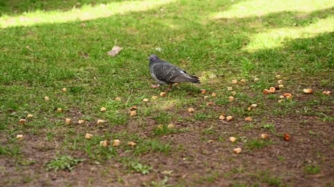 Pigeons feed on bread crumbs on a green meadow under a tree Video stock 303554491