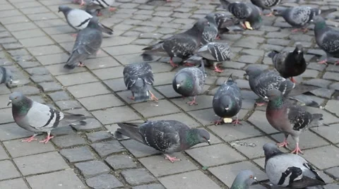Pigeons Feed with Bread Stock Footage 46123565