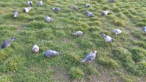 Pigeons Feed on Grass Video stock 323957132