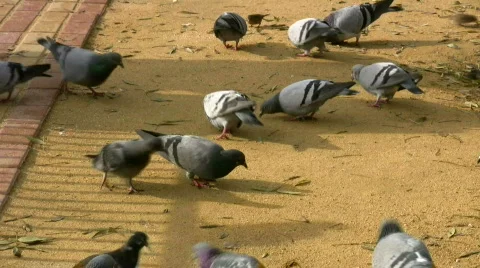 Pigeons feeding Stock Footage 579524