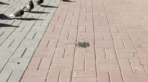 Pigeons feeding Stock Footage 5163322