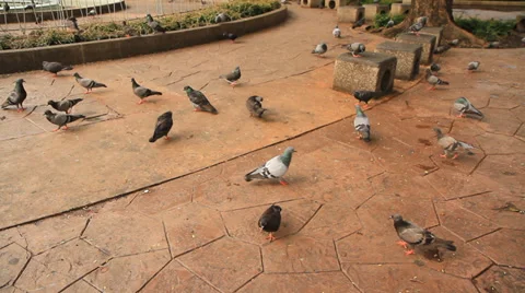 Pigeons feeding Stock Footage 31809171