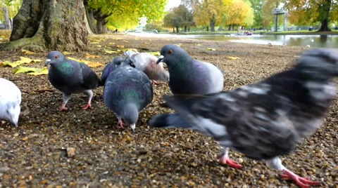 Pigeons feeding Stock Footage 32395446