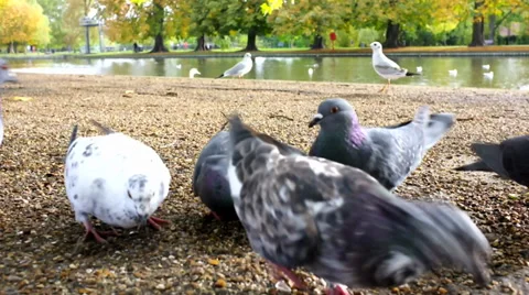 Pigeons feeding Video stock 32395474