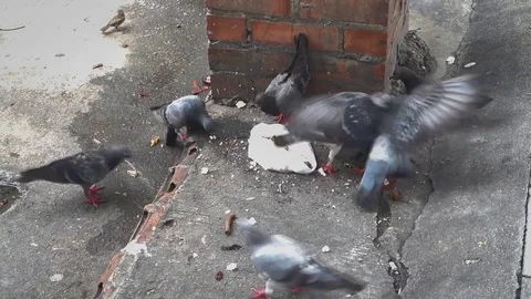 Pigeons feeding Stock Footage 79915104