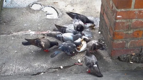 Pigeons feeding Stock Footage 79915132