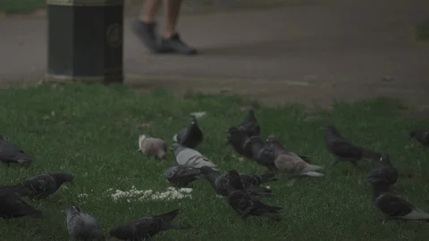 Pigeons feeding Stock Footage 93203549