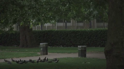 Pigeons feeding Stock Footage 93203559