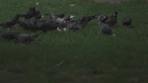 Pigeons feeding Stock Footage 93203571