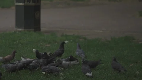 Pigeons feeding Stock Footage 93203591