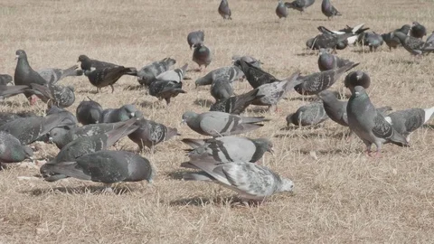 Pigeons feeding 库存影片 93301966