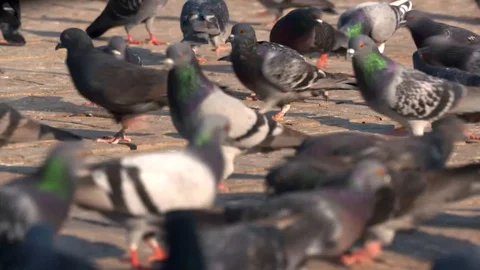 Pigeons Feeding Stock Footage 104090762