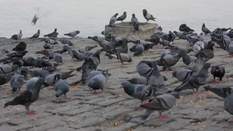 Pigeons feeding Stock Footage 208293308