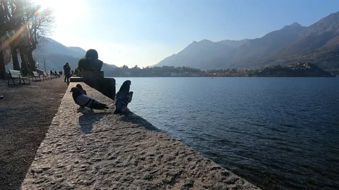 Pigeons feeding in front of Lake Como, Lecco Video stock 232114765