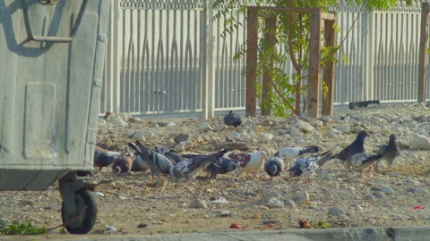 Pigeons feeding by a garbage bin Stock-Footage 229960605