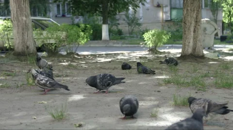 Pigeons feeding from ground Video stock 55991888