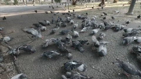 Pigeons Feeding On The Ground  Stock Footage 151390115
