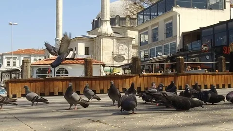 Pigeons feeding in slow-motion Stock Footage 95543431