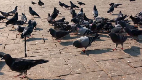 Pigeons feeding at the square Stock Footage 104090365