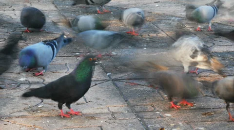 Pigeons feeding timelapse Stock Footage 31741847