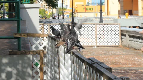 Pigeons on fence Stock Footage 22921886