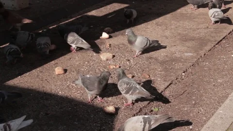Pigeons fighting over a piece of bread Stock Footage 125555409