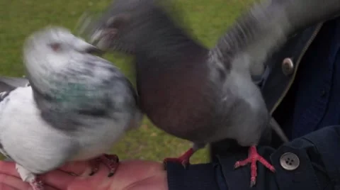 Pigeons fighting while standing on a hand 動画素材 61847088