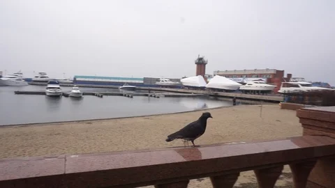 Pigeons flew Vídeo Stock 90360557